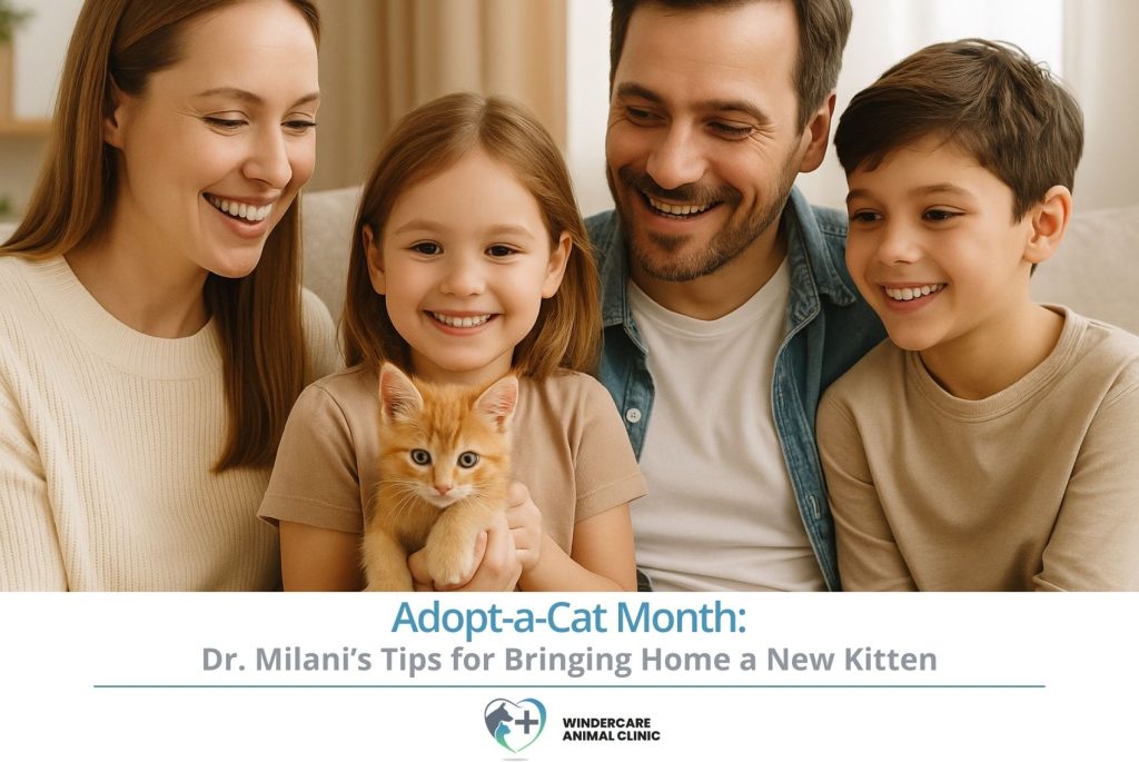 Adopt-a-Cat Month Dr. Milani’s Tips for Bringing Home a New Kitten