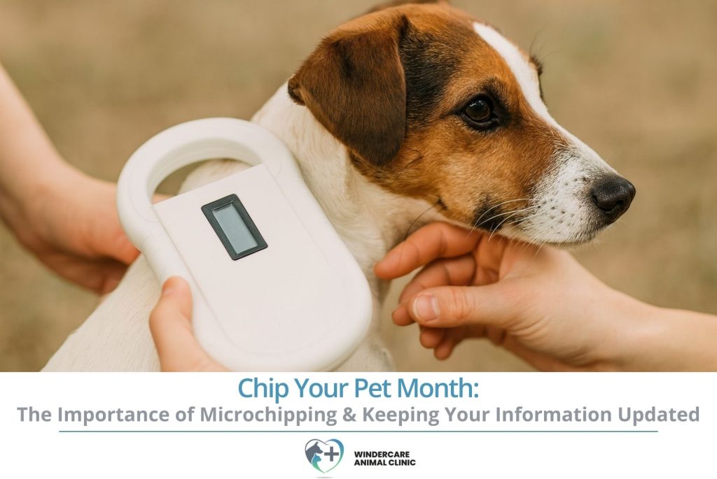 Chip Your Pet Month: The Importance of Microchipping & Keeping Your Information Updated