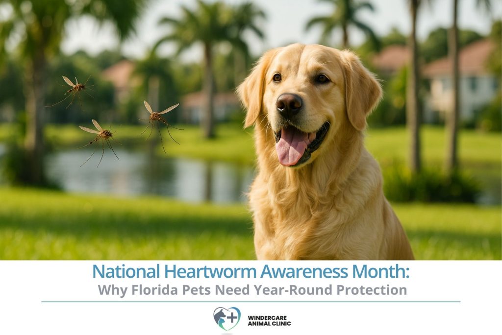 National Heartworm Awareness Month Why Florida Pets Need Year-Round Protection