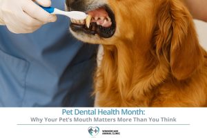 Pet Dental Health Month Why Your Pet’s Mouth Matters More Than You Think