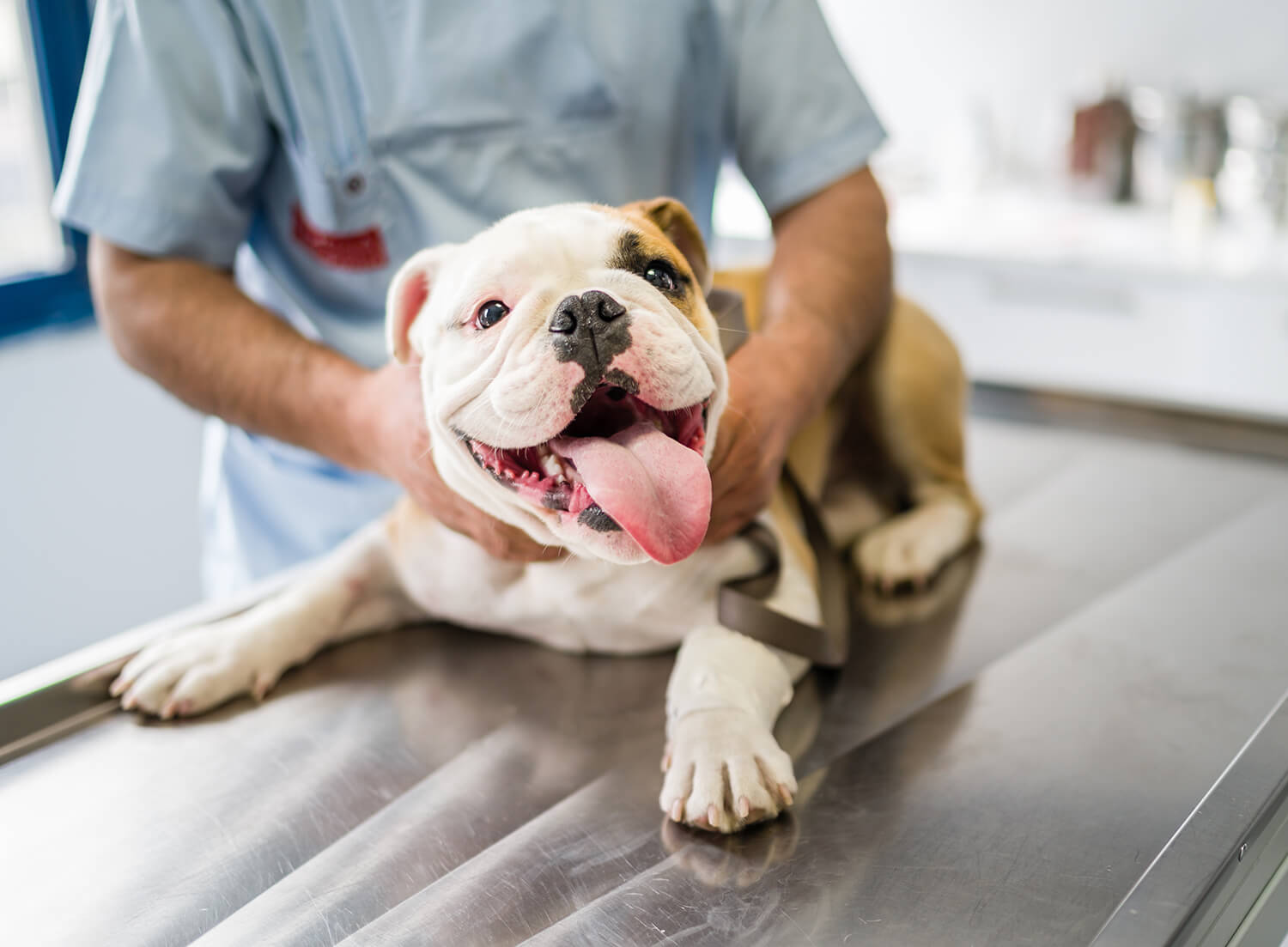 happy brown and white bulldog at vet