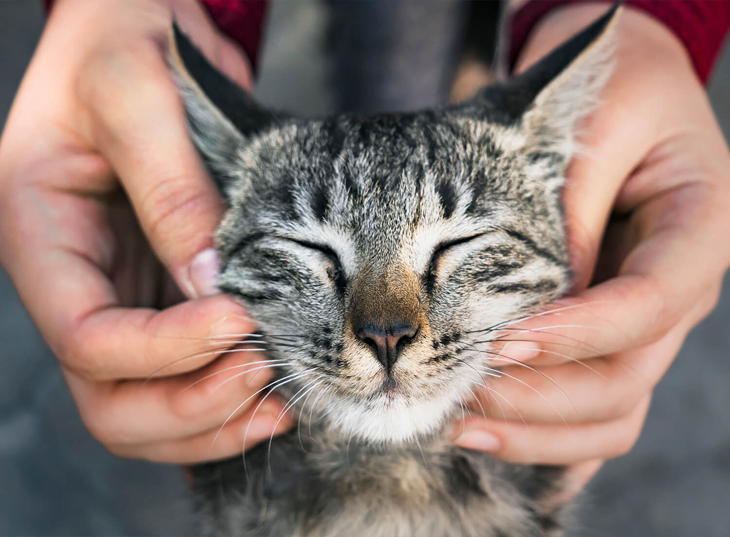 closeup of cat getting face scratches