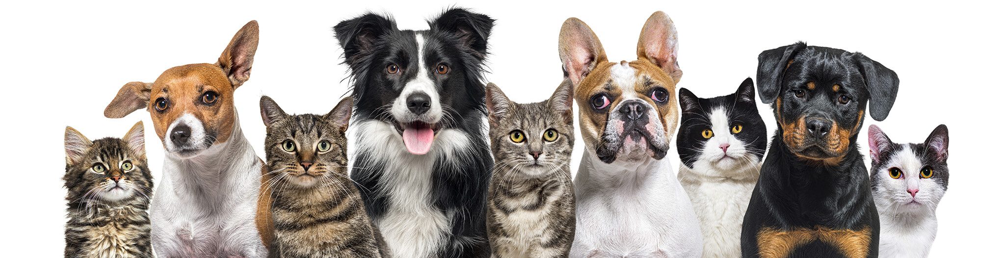 group of dogs and cats looking forward