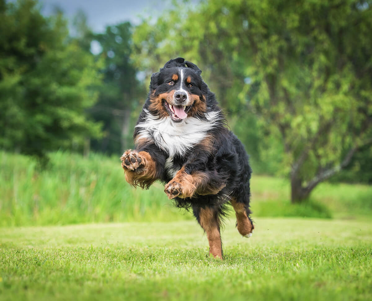 happy black brown and white dog playing in yard