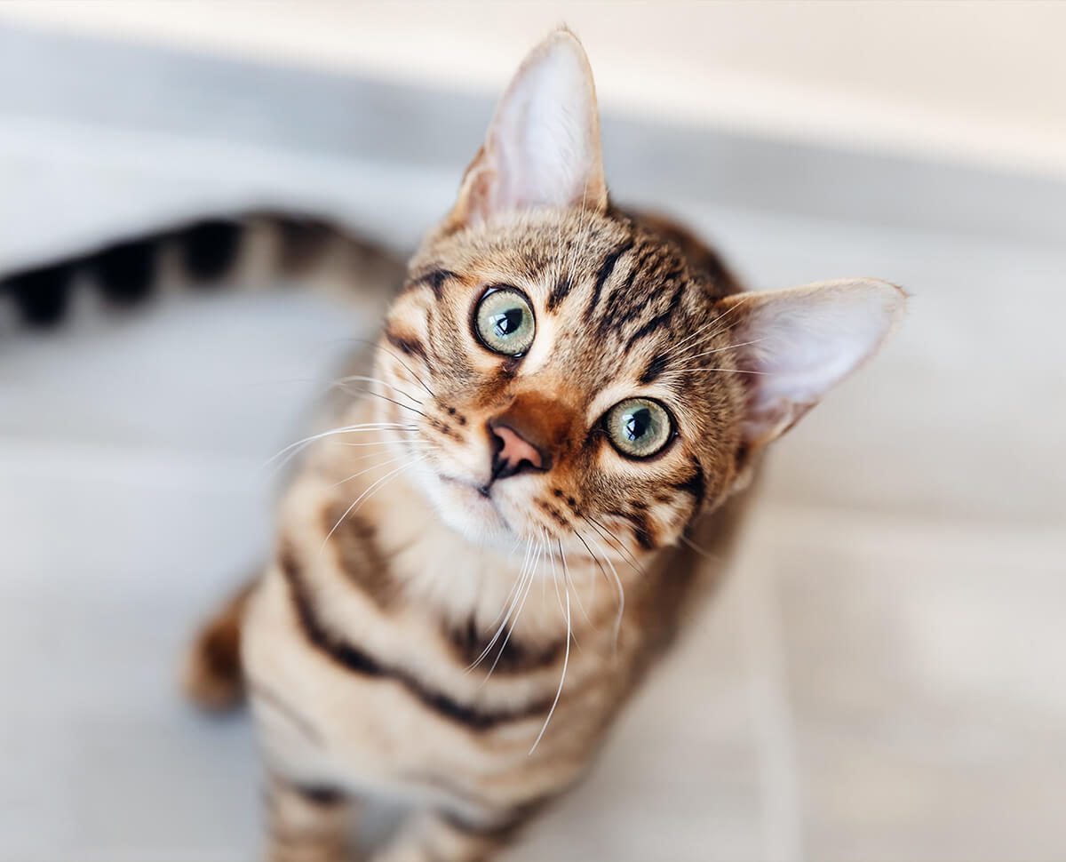 striped cat with green eyes looking up