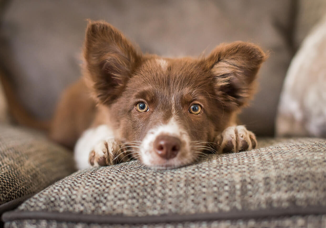 brown and white puppy laying on sofa