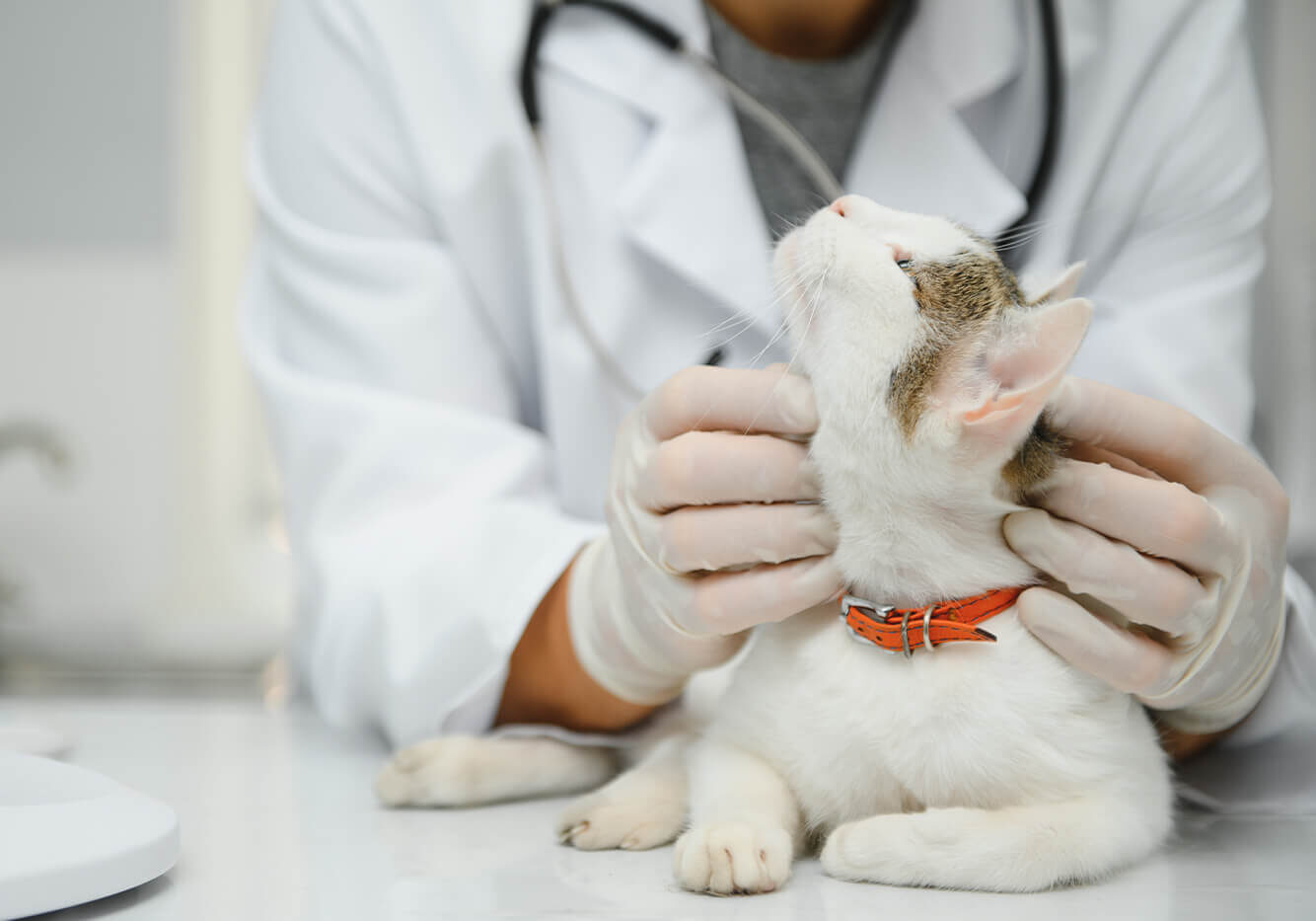 cat getting head scratches by male vet