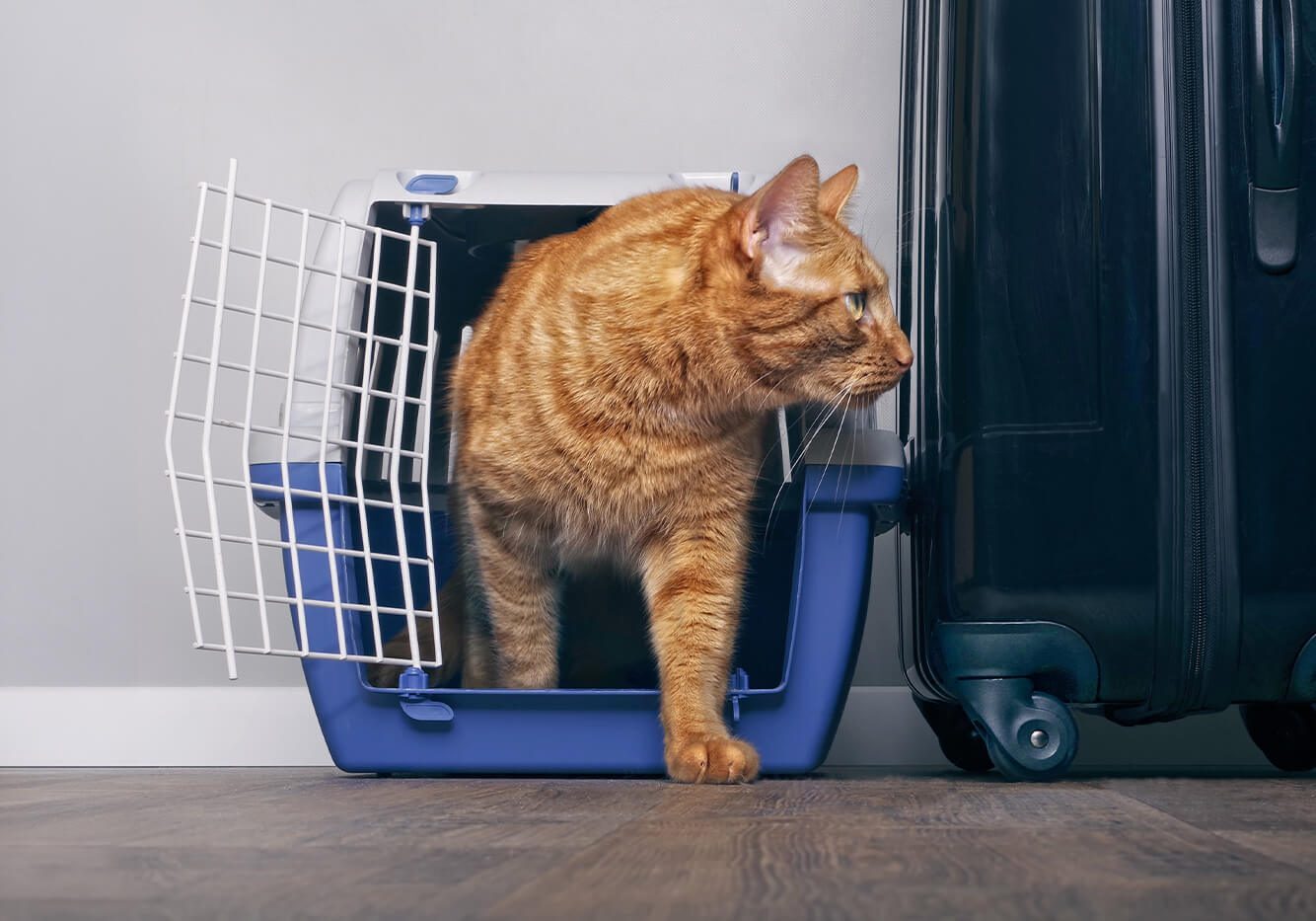 orange cat in carrier next to suitcase