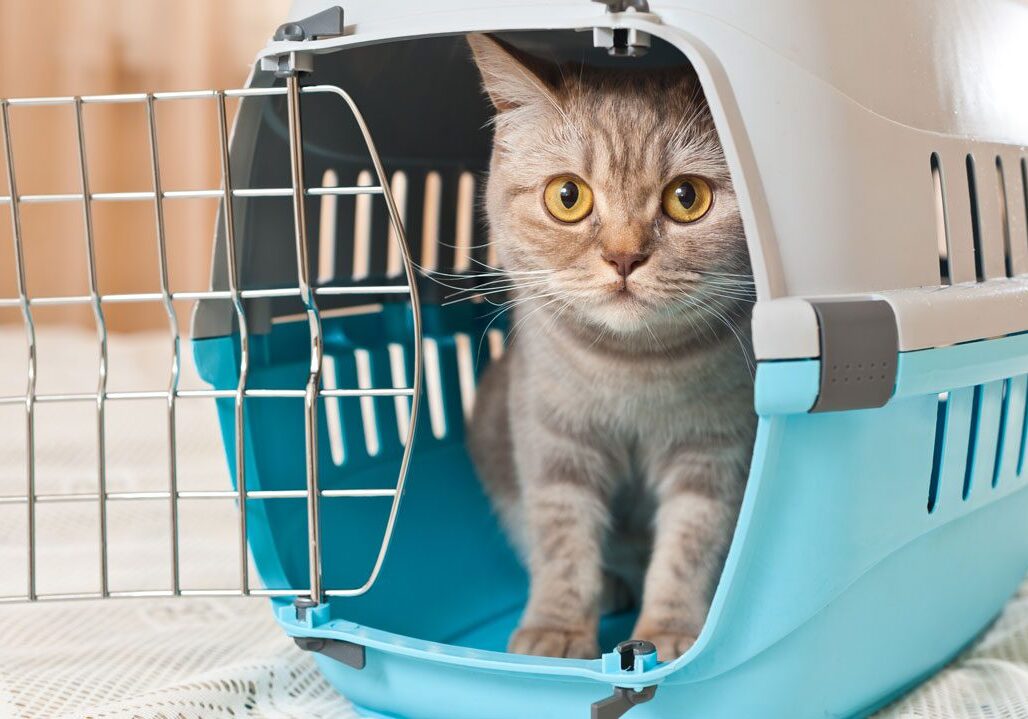 tabby cat sitting in blue and white pet carrier