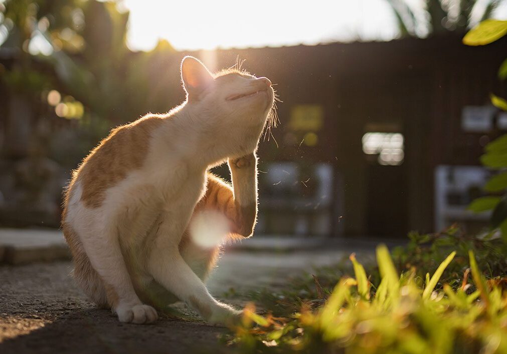Cat Itching