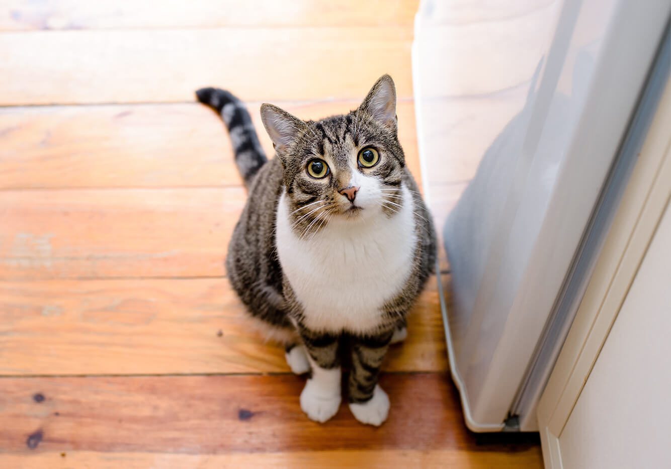 striped cat sitting on floor looking up