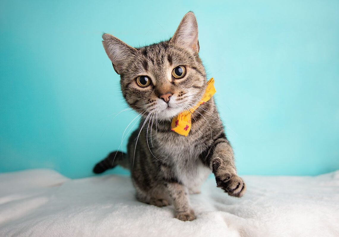 tabby cat wearing a yellow bowtie