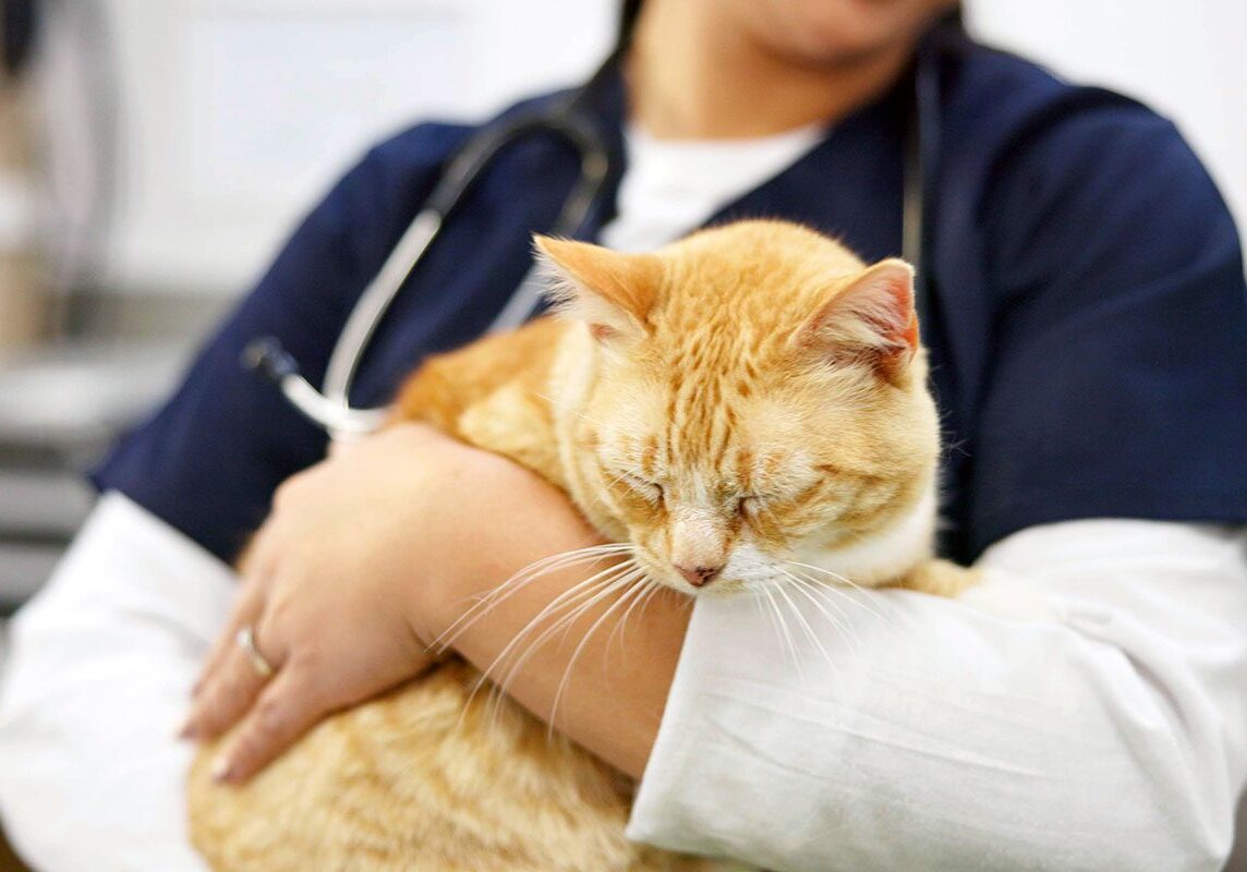 veterinarian holding an orange cat