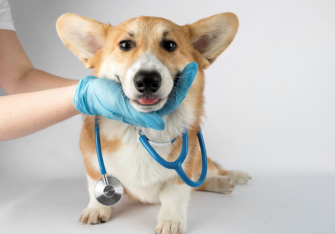 veterinarian with their hands on a corgi's face during an examination