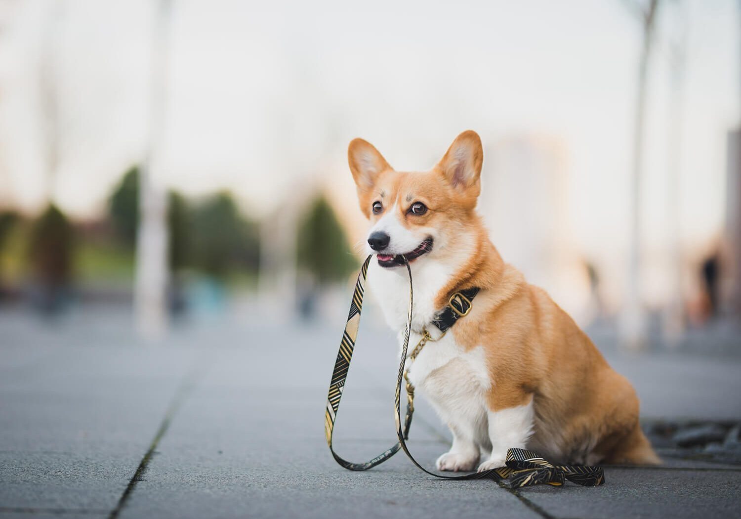 brown and white corgi holding leash