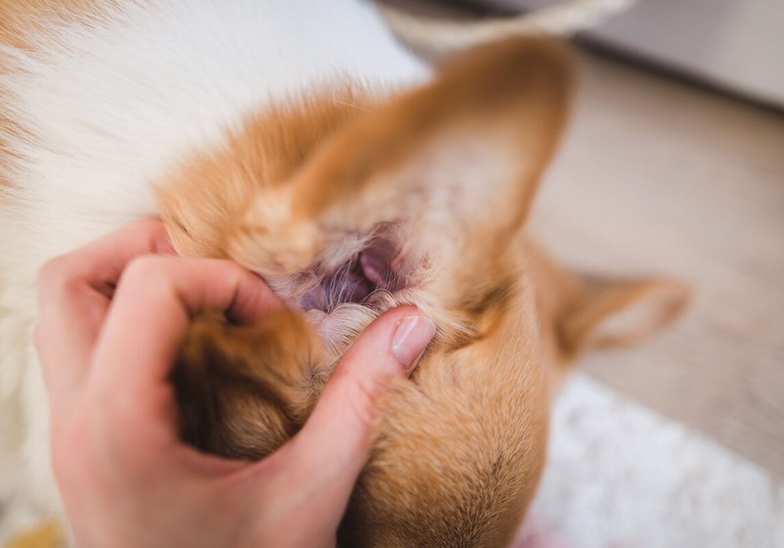 Dog Itching Ear