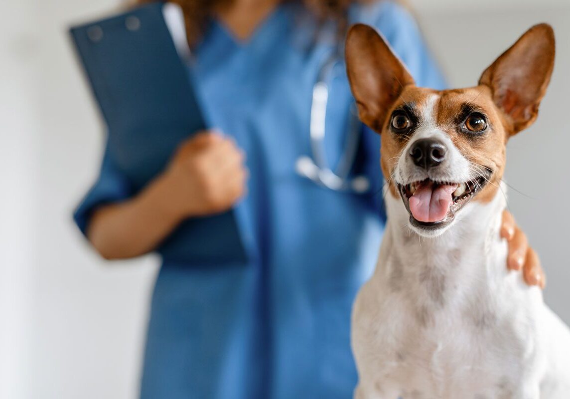 veterinarian petting a happy brown and white terrier