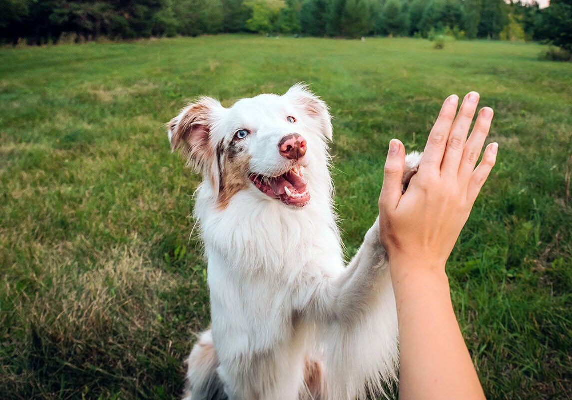 dog giving its owner a high five