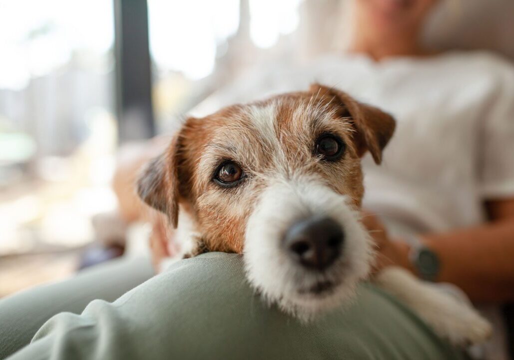 Old Dog Laying On Persons Lap