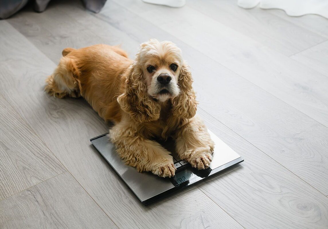 senior dog lies on the floor scales at home