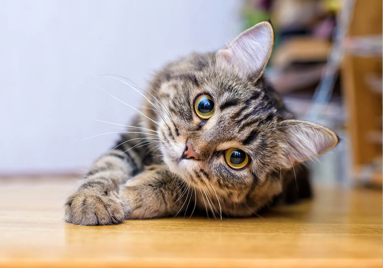 striped cat with big eyes laying on wood floor